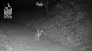 Photo: Midpen Wildlife Camera owl hunting a rabbit in Rancho San Antonio Preserve