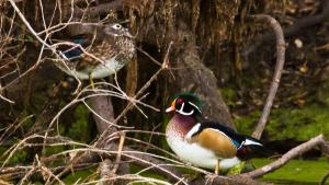 photo of a pair of wood ducks