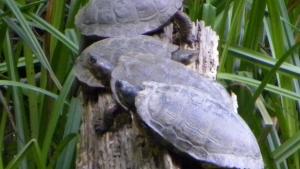 Western pond turtles on a log