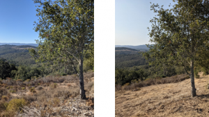 Pulgas Ridge Preserve Fuel Break, October 2021.