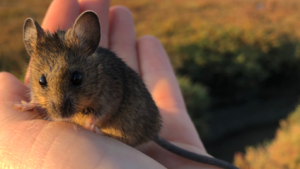 Salt Marsh Harvest Mouse