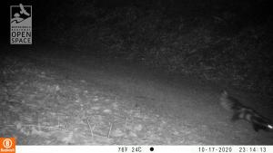 a spotted skunk on a trail at night