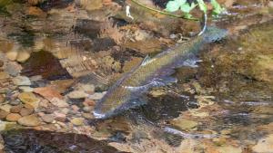 Steelhead