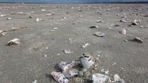 Western snowy plover adult on nest
