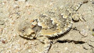 Blainville's Horned Lizard (© Bonterra Consulting)