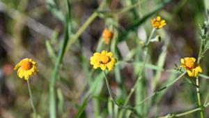 Woodland woolly thread flowers