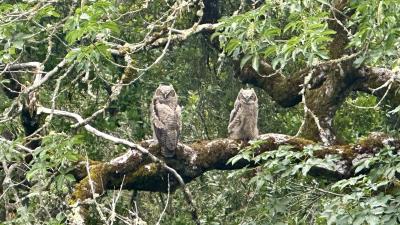 Owls with heads turned