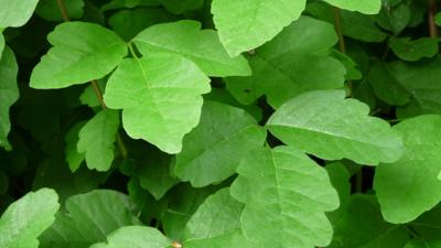 Green Poison oak leaves by Robert A. Hamilton