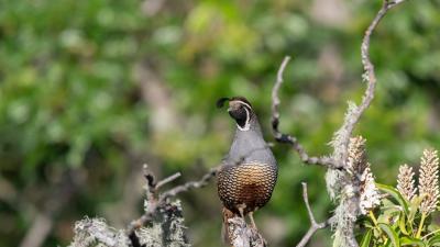(Ajinkya Athavale) Closeup of California quail