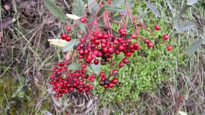 Toyon berries by Chris Wagner Toyon berries by Chris Wagner