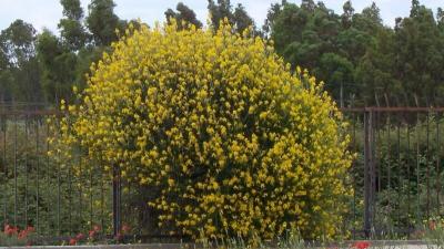 A bush of Spanish broom by Luigi Rignanese A bush of Spanish broom by Luigi Rignanese