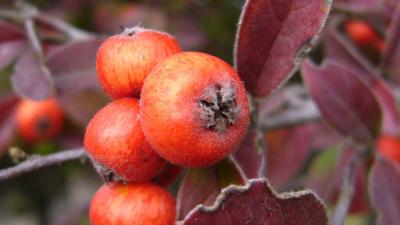 Red Silverleaf cotoneaster berries by Zoya Akulova Red Silverleaf cotoneaster berries by Zoya Akulova