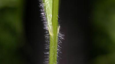 Slender false brome stem by Keir Morse Slender false brome stem by Keir Morse