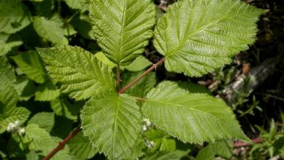 Himalayan Blackberry leaves by Keir Morse Himalayan Blackberry leaves by Keir Morse