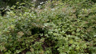 A Himalayan Blackberry Bush by Keir Morse A Himalayan Blackberry Bush by Keir Morse