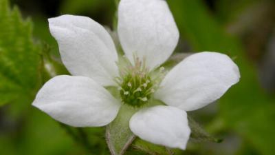 California Blackberry (Keir Morse) A flowered California Blackberry by Keir Morse