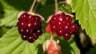 California Blackberry (Keir Morse) Ripening, deep red California Blackberries by Keir Morse