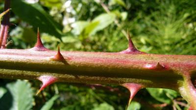 The spikey stem of a Himalayan Blackberry bush by Zoya Akulova The spikey stem of a Himalayan Blackberry bush by Zoya Akulova