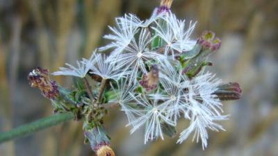 Flowering Rod wirelettuce by Steven M Norris Flowering Rod wirelettuce by Steven M Norris
