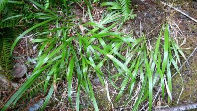 Vanilla grass by Hayley Ross Vanilla grass by Hayley Ross