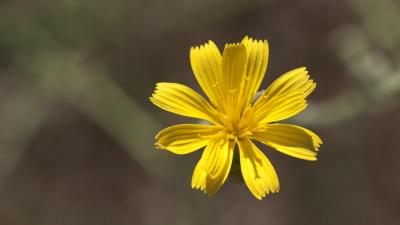 Skeleton weed flower by Richard Spellenberg Skeleton weed flower by Richard Spellenberg