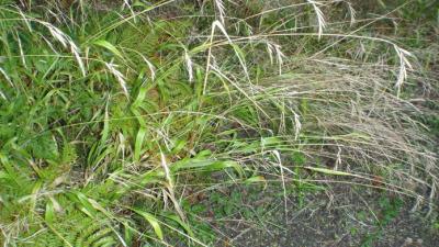 Slender false brome by Scot Loring Slender false brome by Scot Loring