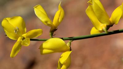 Flowering Spanish broom by Barry Breckling Flowering Spanish broom by Barry Breckling