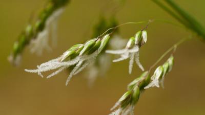 Flowering Vanilla grass by Hayley Ross Flowering Vanilla grass by Hayley Ross