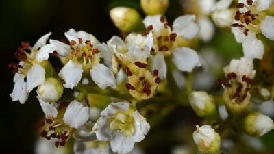 Toyon flowering by Gary McDonald Toyon flowering by Gary McDonald