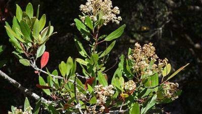 Flowering Toyon by Gary McDonald Flowering Toyon by Gary McDonald