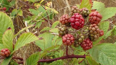 Himalayan Blackberry fruit by Richard Spjut Himalayan Blackberry fruit by Richard Spjut