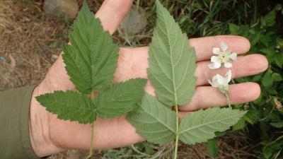 A blackberry leaf and flower by Ron Vanderhoff A California Blackberry leaf and flower by Ron Vanderhoff