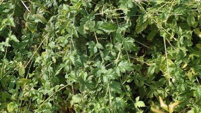 A California Blackberry Bush by Ron Vanderhoff A California Blackberry Bush by Ron Vanderhoff