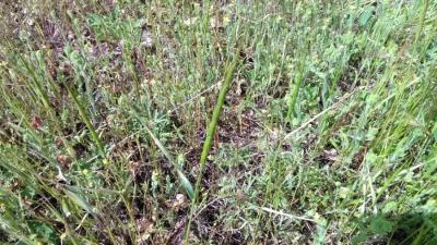 A field of Jointed goatgrass by Aleksandra Evert