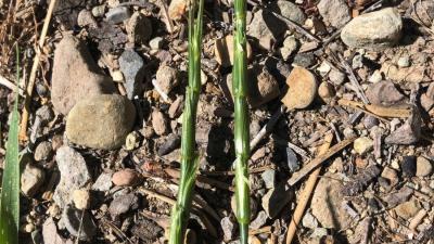 Jointed goatgrass by Dan Lubin 
