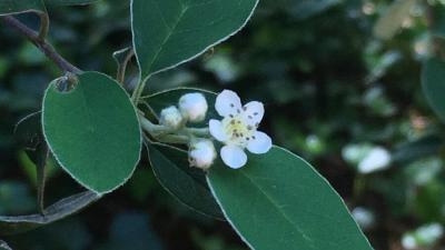Silverleaf cotoneaster plant beginning to flower by Jennifer Mo Silverleaf cotoneaster plant beginning to flower by Jennifer Mo