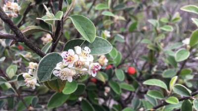 Silverleaf cotoneaster flowers by Michael Chasse Silverleaf cotoneaster flowers by Michael Chasse