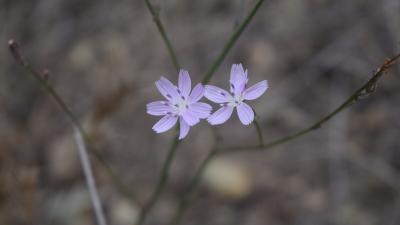 Flowers of Rod wirelettuce by Steven M Norris Flowers of Rod wirelettuce by Steven M Norris