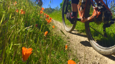 Person riding a bike on a trail next to poppies.