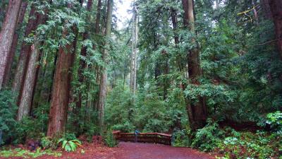 Webb Creek Bridge nestled among redwood trees / photo by Heather Diaz