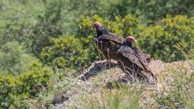Turkey vultures / photo by Karl Gohl