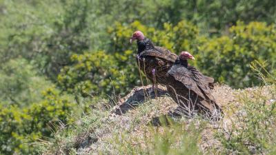 Photo by Karl Gohl Turkey vultures / photo by Karl Gohl