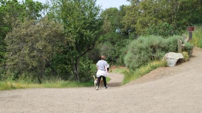 Dog walker and hiker at St. Joseph's Hill Preserve / staff photo