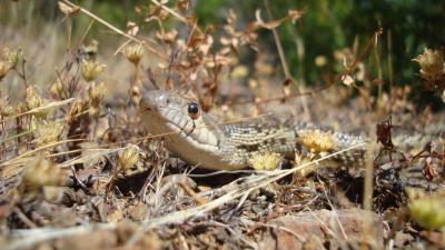 Photo by Amanda Mills Gopher Snake at El Sereno / photo by Amanda Mills