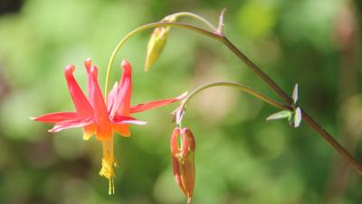 (Frances Freyberg) Closeup of columbine flower