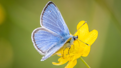 Silvery Blue Butterfly