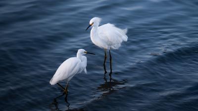 Two snowy egrets standing in blue water.
