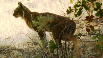 A bobcat rests in the shade on a sunny day