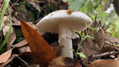 Western destroying angel (Eleanor Raab)