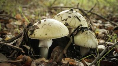 photo of a cluster of death cap mushrooms
